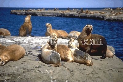 colonia de lobos marinos - chubut