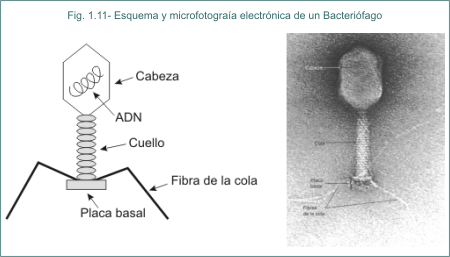 Fig. 1.11 Esquema y microfotografa electrnica de un Bacterifago