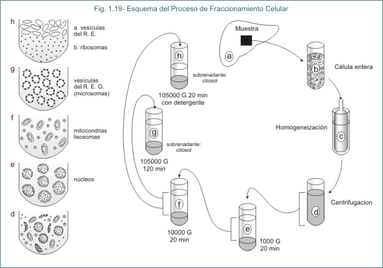 Fig. 1.19 Esquema del Proceso de Fraccionamiento Celular